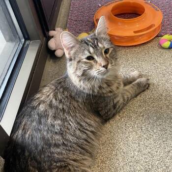 Catra -  Domestic Medium Hair Cat for Adoption in Chicago, Illinois - Catra | PetCurious