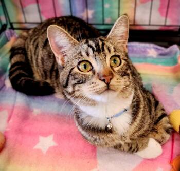 Rescue Tabby Cats for Adoption in Calimesa, California - Jackson | PetCurious