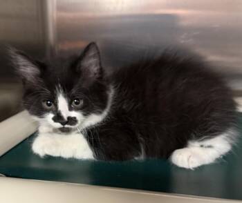 Domestic Short Hair Cats Available for Adoption - KITTY | PetCurious