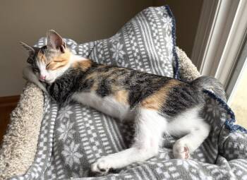 Tessa -  Domestic Short Hair Cat for Adoption in Hamburg, New York - Tessa | PetCurious