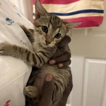 Legend -  Domestic Short Hair Cat for Adoption in Buffalo, New York - Legend | PetCurious