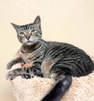 Rescue Domestic Short Hair Cats for Adoption in Quincy, Illinois - Gabby | PetCurious