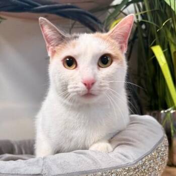 Chiquita Arredondo -  Calico and Domestic Short Hair Cat for Adoption in Friendswood, Texas - Chiquita Arredondo | PetCurious