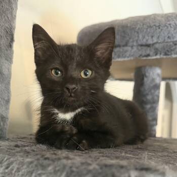 Markie -  Domestic Short Hair Cat for Adoption in Bentonville, Arkansas - Markie | PetCurious
