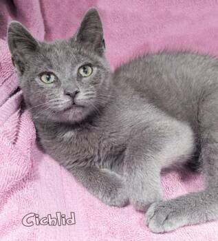 Cichlid -  Domestic Short Hair Cat for Adoption in Mason, Michigan - Cichlid | PetCurious
