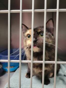 Shelly -  Domestic Long Hair and Domestic Short Hair Cat for Adoption in Fishers, Indiana - Shelly | PetCurious