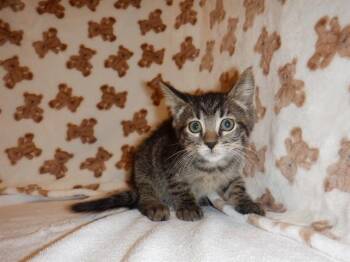 SIERRA -  Domestic Short Hair Cat for Adoption in San Jose, California - SIERRA | PetCurious