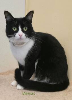 Venus -  Domestic Short Hair Cat for Adoption in Cedar Rapids, Iowa - Venus | PetCurious