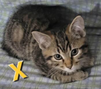 X -  Domestic Short Hair Cat for Adoption in Bellmawr, New Jersey - X | PetCurious