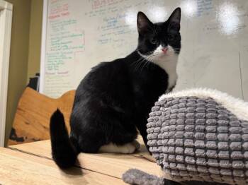 Rescue Domestic Short Hair Cats for Adoption in Pitman, New Jersey - Batman | PetCurious