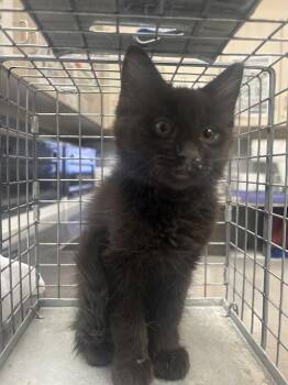 EMBER -  Domestic Medium Hair Cat for Adoption in Las Vegas, Nevada - EMBER | PetCurious