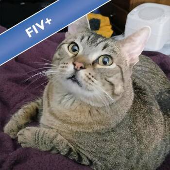 Domestic Short Hair Cats Available for Adoption - Waffles | PetCurious