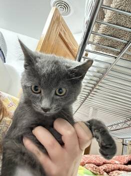 Rescue Domestic Short Hair Cats for Adoption in Dayton, Minnesota - Wanda The Gouda Witch | PetCurious