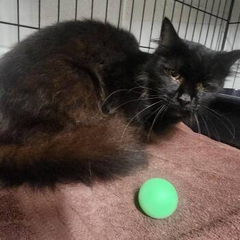 Sylvester -  Domestic Long Hair Cat for Adoption in Evensville, Tennessee - Sylvester | PetCurious