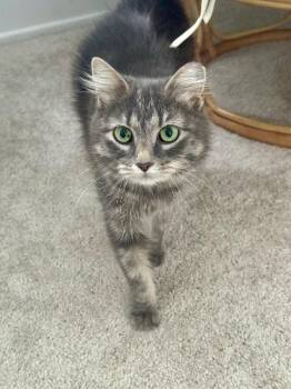 Domestic Medium Hair Cats Available for Adoption - Fountain Square | PetCurious