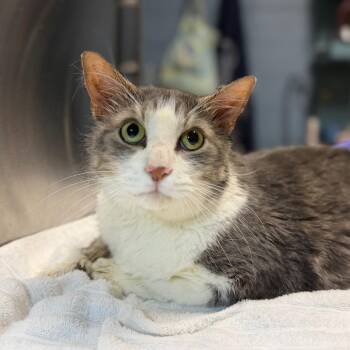 Chevy -  Domestic Short Hair Cat for Adoption in Providence, Rhode Island - Chevy | PetCurious
