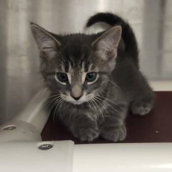 Gold -  Domestic Short Hair Cat for Adoption in Fort Wayne, Indiana - Gold | PetCurious
