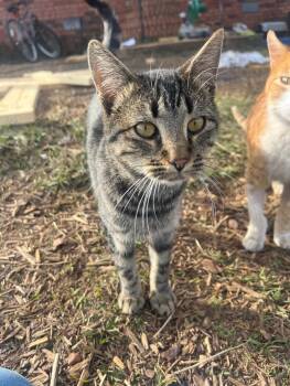 Rescue Domestic Short Hair Cats for Adoption in Thomasville, Alabama - Pebbles | PetCurious