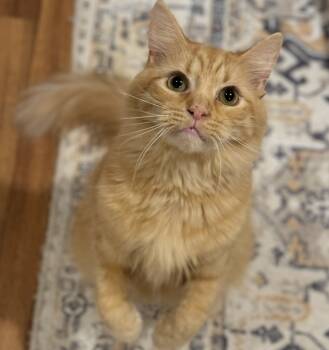 Rescue Domestic Long Hair Cats for Adoption in Mount Laurel Township, New Jersey - Genesis Orchard | PetCurious