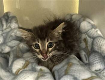 A882466 -  Domestic Medium Hair Cat for Adoption in Camarillo, California - A882466 | PetCurious