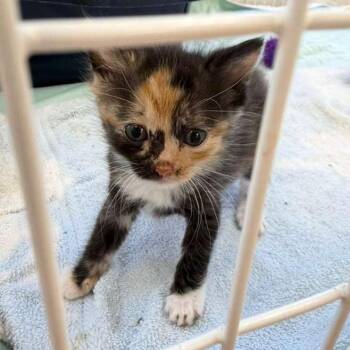 Mali -  Domestic Short Hair Cat for Adoption in Gadsden, Alabama - Mali | PetCurious