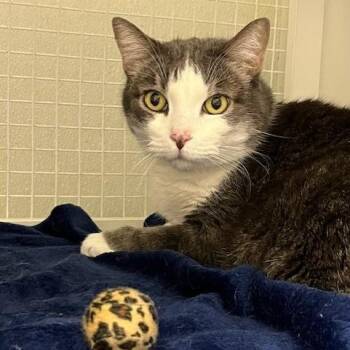 Domestic Short Hair Cats Available for Adoption - Bento | PetCurious