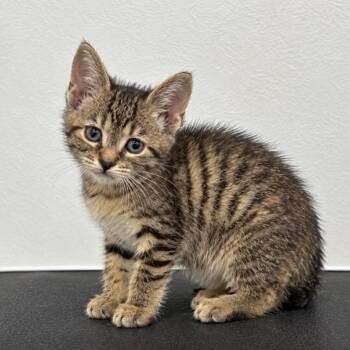 Lady Furrington C12021 -  Domestic Short Hair Cat for Adoption - Lady Furrington C12021 | PetCurious