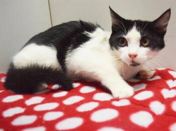 KADO -  Domestic Short Hair Cat for Adoption in Sacramento, California - KADO | PetCurious