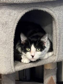 Rescue Domestic Medium Hair Cats for Adoption in San Juan Capistrano, California - Penny Lane | PetCurious