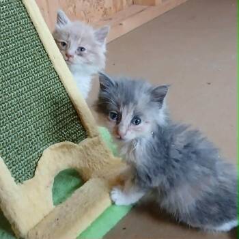 Skipper -  Domestic Medium Hair Cat for Adoption in Little Mountain, South Carolina - Skipper | PetCurious