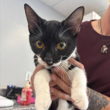 Domestic Short Hair Cats Available for Adoption - Fridge | PetCurious