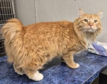 Domestic Long Hair Cats Available for Adoption in Butte, Montana - Phillip | PetCurious