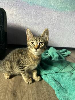 Rescue Tabby Cats for Adoption in Eugene, Oregon - Capybara | PetCurious