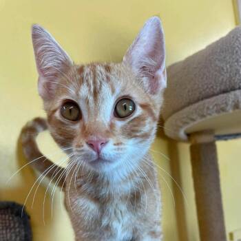 Mac N Cheese -  Domestic Short Hair Cat for Adoption in Huntsville, Arkansas - Mac N Cheese | PetCurious