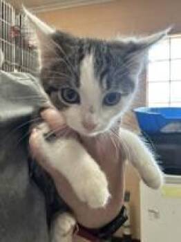Ms. Loopy -  Domestic Short Hair Cat for Adoption in Manitowoc, Wisconsin - Ms. Loopy | PetCurious
