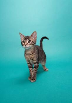 Lucy -  Domestic Medium Hair Cat for Adoption in San Leon, Texas - Lucy | PetCurious