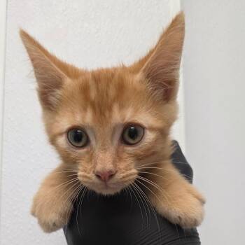 Accio -  Domestic Medium Hair Cat Available for Adoption in Abilene, Texas - Accio | PetCurious