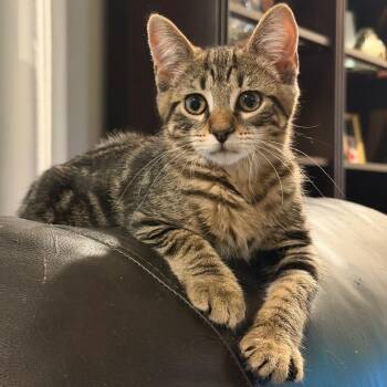 Sadie -  Domestic Short Hair Cat for Adoption in Huntsville, Alabama - Sadie | PetCurious