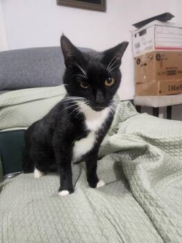 Domestic Short Hair Cats Available for Adoption in Hudson, New Hampshire - Fitzgerald | PetCurious