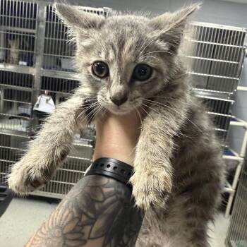 Diem -  Domestic Short Hair Cat for Adoption in Marion, Virginia - Diem | PetCurious