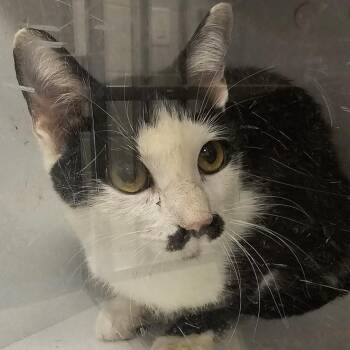 Blackberri -  Domestic Short Hair Cat for Adoption in Cedar Rapids, Iowa - Blackberri | PetCurious