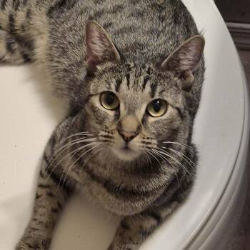Miss Bianca -  Domestic Short Hair Cat Available for Adoption in Tucson, Arizona - Miss Bianca | PetCurious