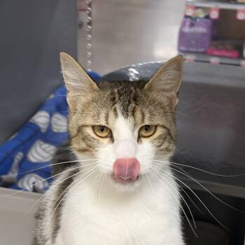 Eggs -  Domestic Short Hair Cat Available for Adoption in Zimmerman, Minnesota - Eggs | PetCurious