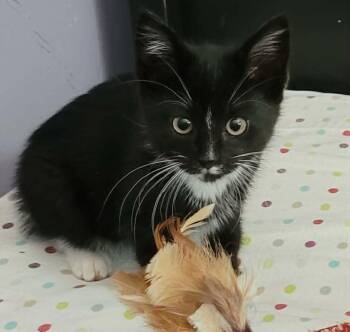Fig -  Domestic Short Hair Cat for Adoption in Bellmawr, New Jersey - Fig | PetCurious