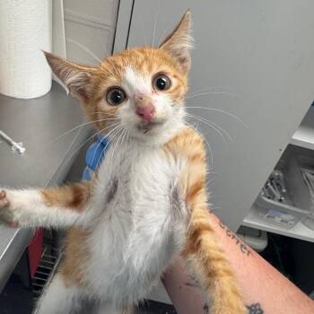 Fractious Bumble -  Domestic Short Hair Cat for Adoption in Columbiana, Alabama - Fractious Bumble | PetCurious