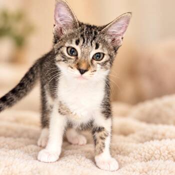 Tiffany -  Domestic Short Hair Cat for Adoption in Wickenburg, Arizona - Tiffany | PetCurious