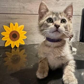 Tanner -  Domestic Short Hair Cat for Adoption in Normal, Illinois - Tanner | PetCurious