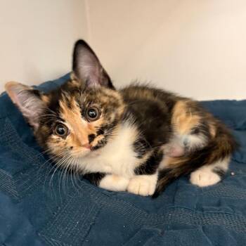 Domestic Short Hair Cats Available for Adoption in Phoenix, Arizona - Goofy Goober | PetCurious