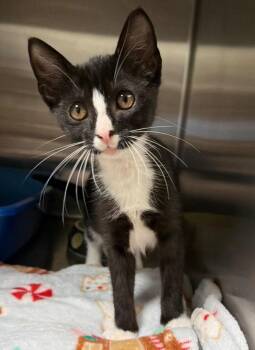Vela -  Domestic Short Hair Cat for Adoption in Ocala, Florida - Vela | PetCurious