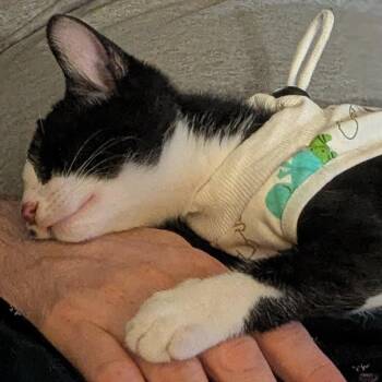 Lester -  Domestic Short Hair Cat for Adoption in Medina, Ohio - Lester | PetCurious